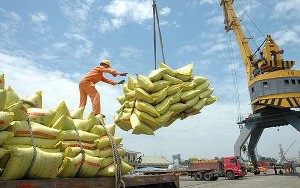 Hướng dẫn thực hiện chứng nhận chủng loại gạo thơm xuất khẩu sang Liên minh châu Âu
